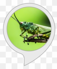 Amazoncom Sleep Sounds Cricket Sounds Alexa Skills Emoji,Is There A Grasshopper Emoji