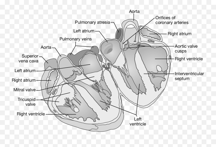 Cardiovascular System - Vertical Emoji,Emotion Code Heart Wall Flow Chart