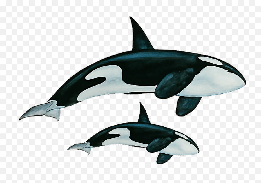 The Most Edited Whales Picsart - Killer Whale Emoji,Whale Emoji Plush