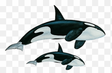 The Most Edited Whales Picsart - Killer Whale Emoji,Whale Emoji Plush