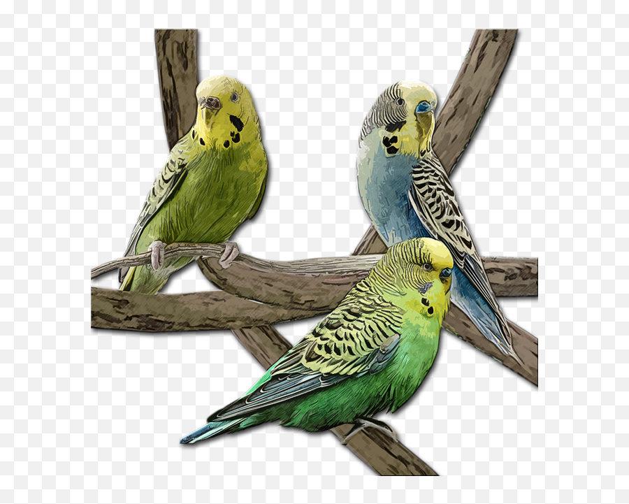 Blog Can I Place 3 Budgies In The Same Bird Cage - Domestic Birds Name Emoji,Glass Cageof Emotion