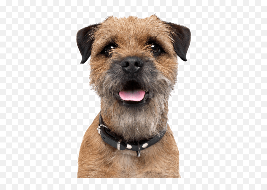 Border Terrier Puppies For Sale - Adoptapetcom Border Terrier Leather Collar Emoji,Why My Scottish Terrier Doesn't Show Any Emotions