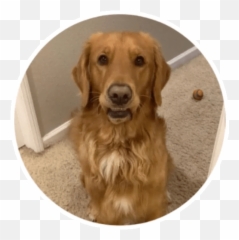 Wholesome Animals Stickers - Live Wa Stickers Northern Breed Group Emoji,Wholesome Memes Emojis