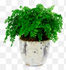 10 Easy To Maintain Houseplants - Hair Fern Emoji,Don't Forget To Get Some H20 Houseplant With Emotions