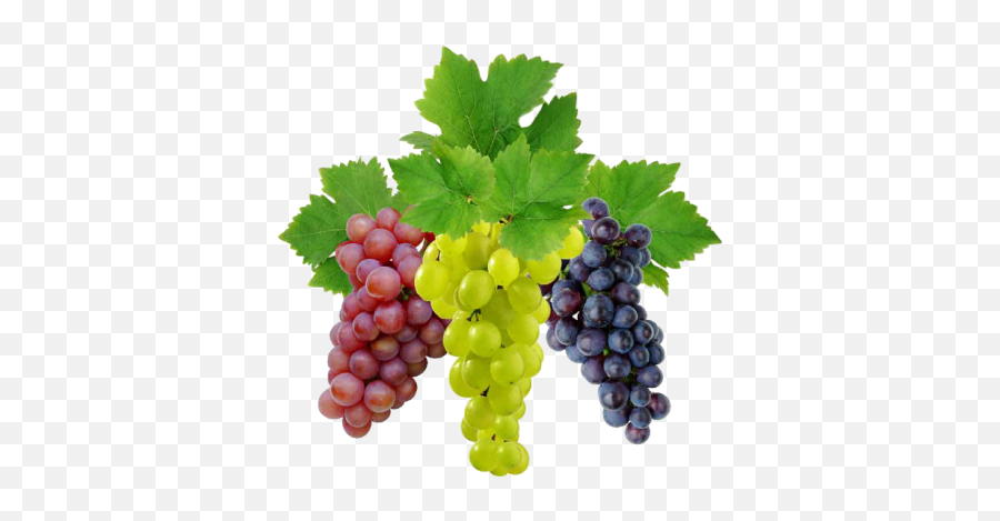 Green Grapes Grape Branch - 24215 Transparentpng Grapes Png Emoji,Grapes Emoji Transparent