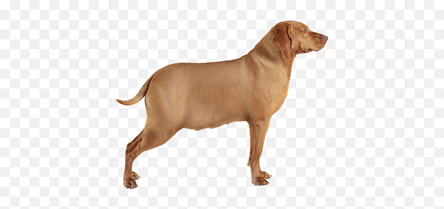 Collar And Leash Making Them Sick - Vizsla Side Emoji,Dog Showing Emotion Tumblr