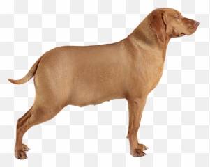 Collar And Leash Making Them Sick - Vizsla Side Emoji,Dog Showing Emotion Tumblr