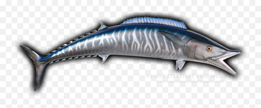 Wahoo Fish Mount Replica - Atlantic Blue Marlin Emoji,Fosh Feather Emotions