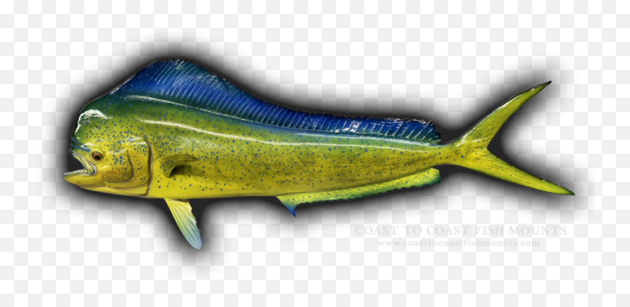 47 Bull Dolphin Mahi - Mahi Fish Mount Replica Fish Products Emoji,Dolphin Emotions