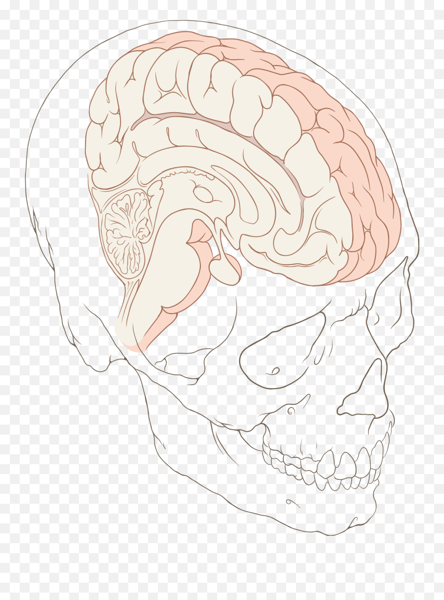Psycholinguisticslanguage And Arithmetic - Wikiversity Emoji,Cortical Lesion Emotion Sight Psycholinguisticslanguage And Arithmetic - Wikiversity Emoji,Cortical Lesion Emotion Sight
