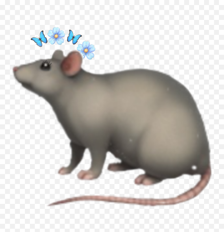 Love Rat Emoji Follow Me Sticker - Discord Rat Emoji,Love Me Emoji