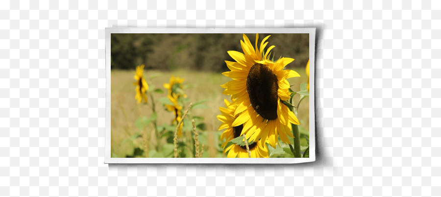 Beautiful Place During These Past - Picture Frame Emoji,Sunflowers Emotion