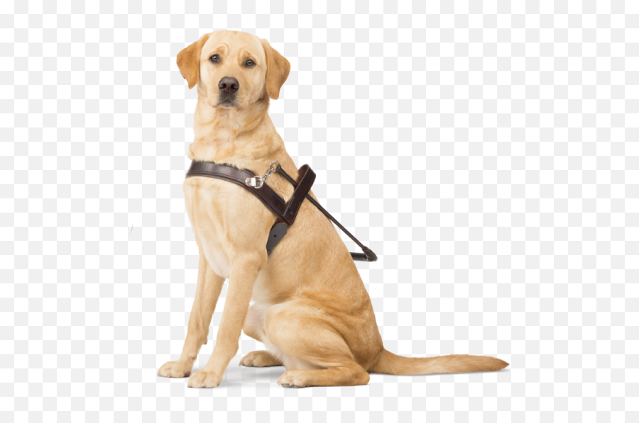 Accessibility Guide For People With Disabilities - Seatup Llc Guide Dogs Victoria Logo Emoji,Universal Emotion Animals Comfort Eyes