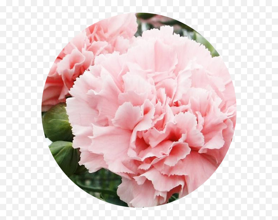 Birth Flowers And Their Meanings - Carnation Seeds Emoji,Daffodil Pink Emotion