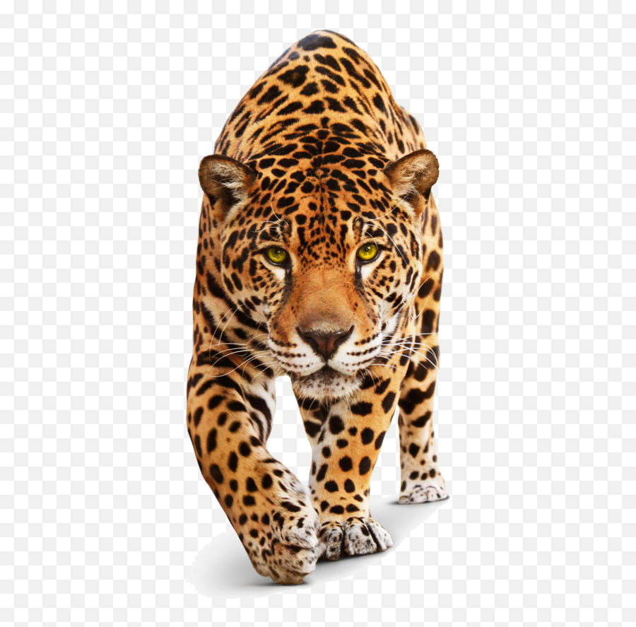 Cheeta Movement Animal Living Live Sticker By Shabay - Leopard Png Emoji,Cute Leopard Emojis