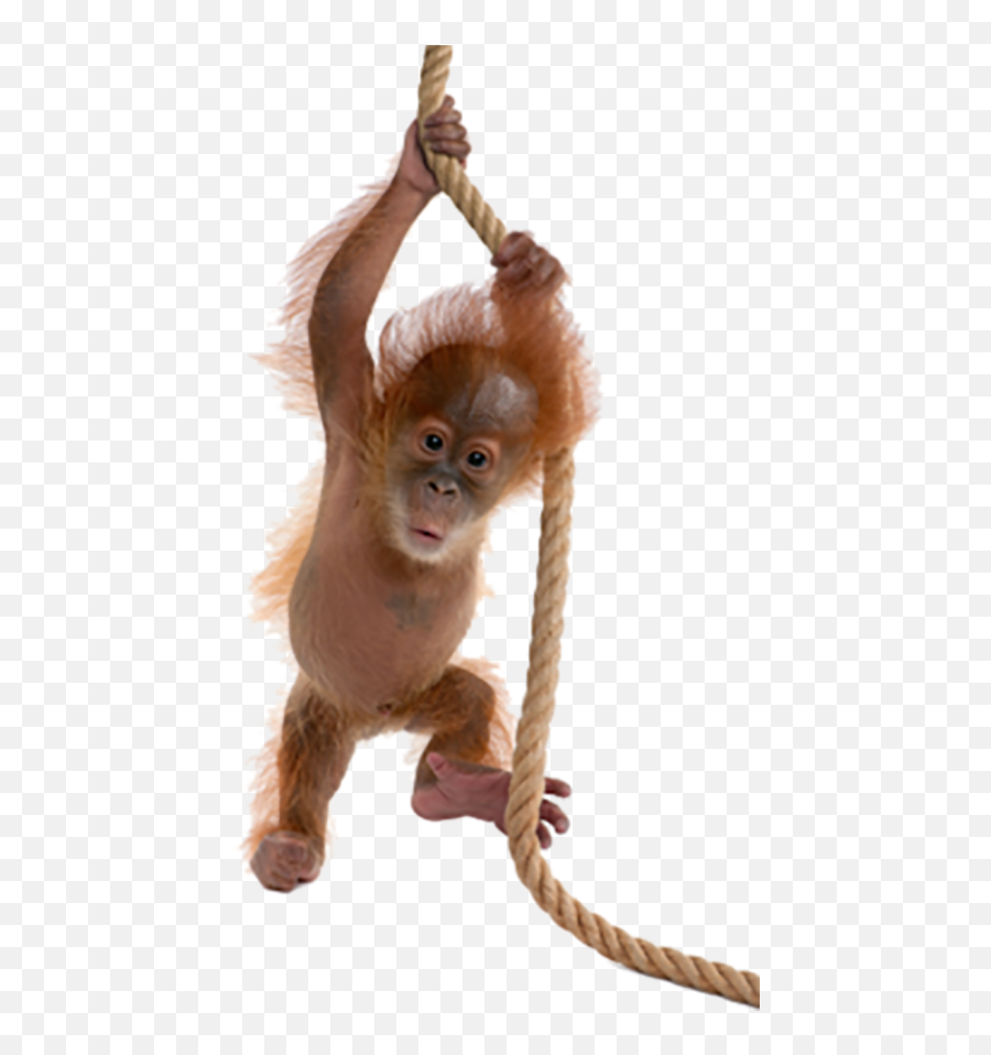 Monkey Orangutan Clipart Png Transparent Images Free - Cute Real Monkey Transparent Emoji,Ape Emoji Png