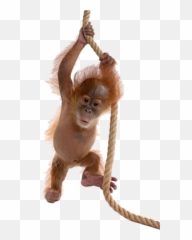 Monkey Orangutan Clipart Png Transparent Images Free - Cute Real Monkey Transparent Emoji,Ape Emoji Png