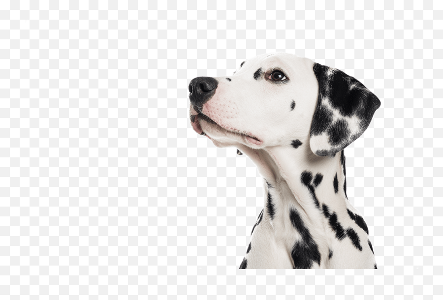 Genesee Pet Resort - Logo Dog Dalmatian Png Emoji,Pet Emoji Psd