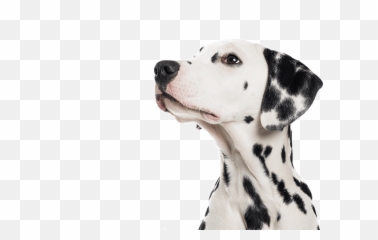 Genesee Pet Resort - Logo Dog Dalmatian Png Emoji,Pet Emoji Psd