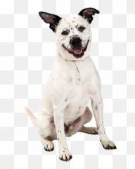 Anxiety The Amygdala Hijack Fur Life Vet - Martingale Emoji,Dogs Emotions