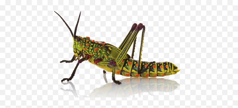 Insect Png Hd Png Mart Emoji,Grasshopper Emojis