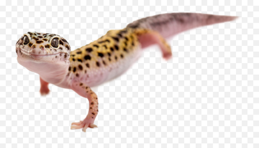 Geckos Emoji,Funny Lizard Eating Bug Emoticon