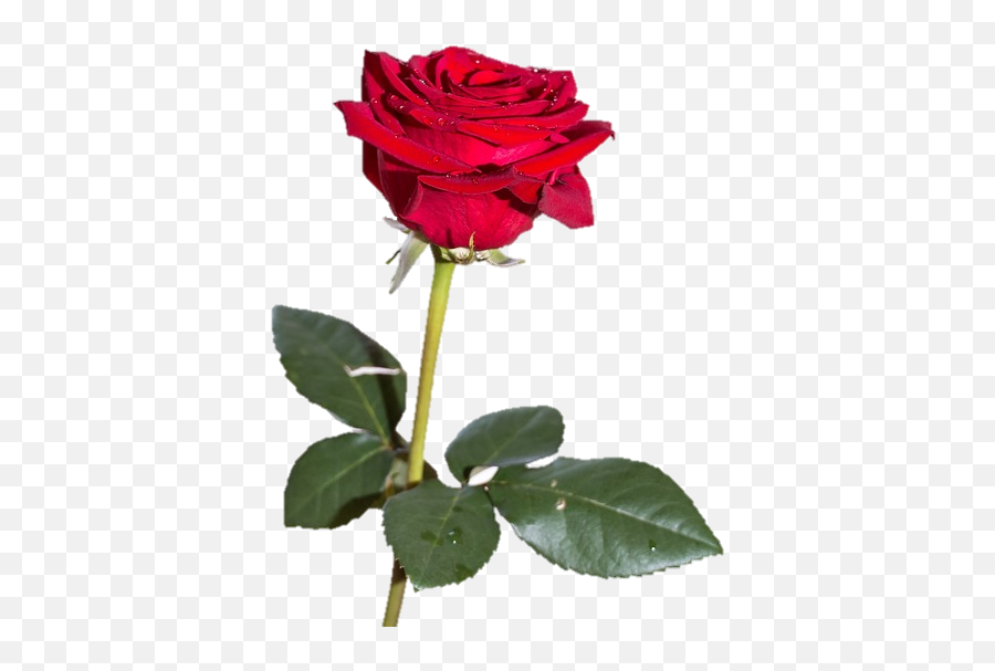 Flower Rose Pretty Boquet Red Sticker - Aesthetic Red Rose On White Background Emoji,Boquet Emoji