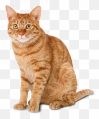 Shuffle Your Music Player And Post - Cat Png Emoji,Jessy Lanza Strange Emotion