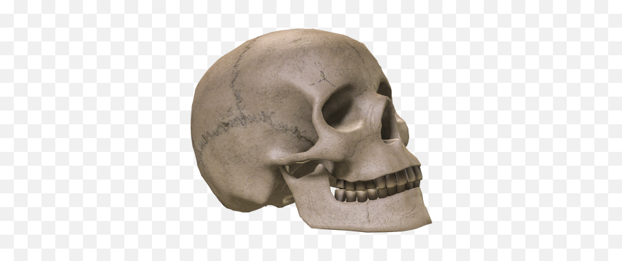 Skeleton Head Clipart Transparent - 18238 Transparentpng Skeleton Head Transparent Emoji,Skull Head Emoji