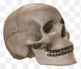 Skeleton Head Clipart Transparent - 18238 Transparentpng Skeleton Head Transparent Emoji,Skull Head Emoji