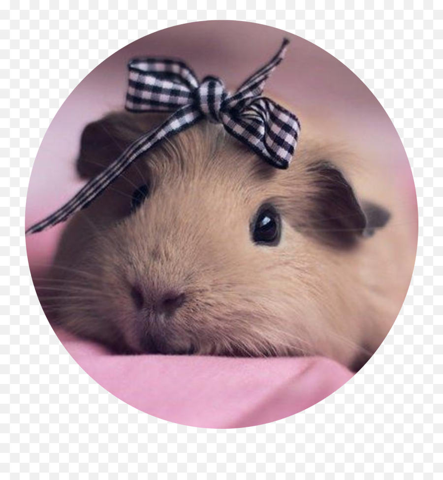 Trending - Guinea Pig Cage Girly Emoji,Guinea Pig Emoji