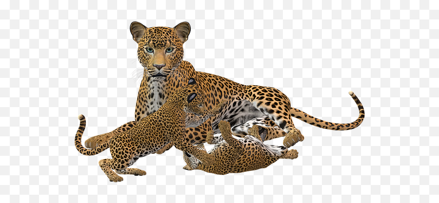 Leopard Wild Animal Predator Cheetah - Transparent Cheetah Cub Png Emoji,The Predator Emoticons Deviantart