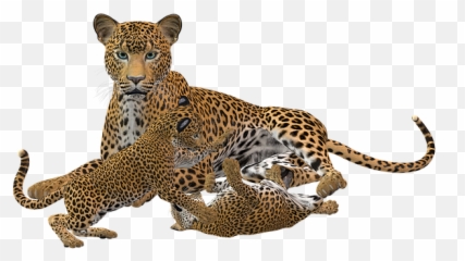 Leopard Wild Animal Predator Cheetah - Transparent Cheetah Cub Png Emoji,The Predator Emoticons Deviantart