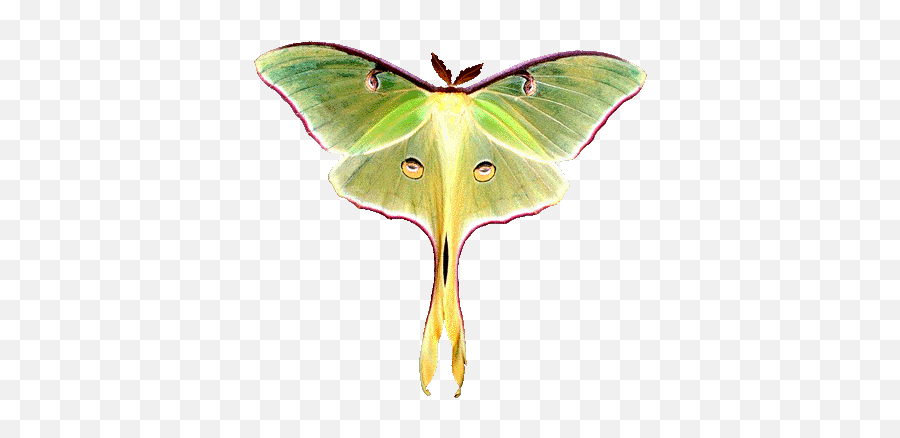 Kimberlyrichyoung - Luna Moth Emoji,Can Luna Moths Feel Emotions