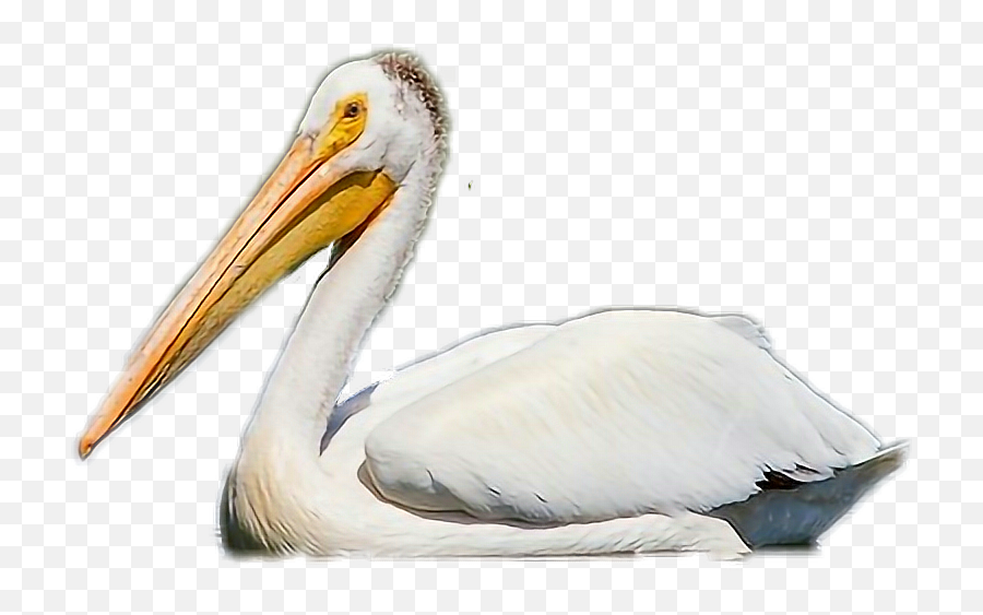 Pelican Sticker - Great White Pelican Emoji,Pelican Emoji