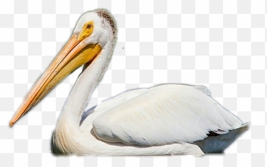 Pelican Sticker - Great White Pelican Emoji,Pelican Emoji