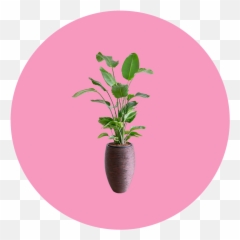 23 Easy Breezy Beautiful Houseplants - Vertical Emoji,Don't Forget To Get Some H20 Houseplant With Emotions