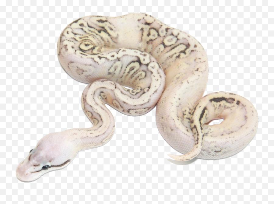 Pin - Pastel Lucifer Fader Ball Python Emoji,Adorable Snake Emotion