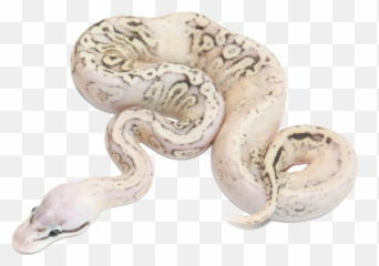 Pin - Pastel Lucifer Fader Ball Python Emoji,Adorable Snake Emotion
