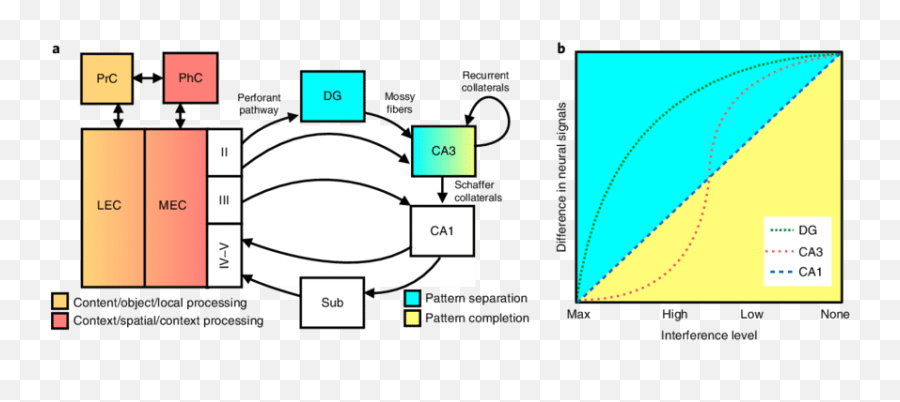 Circuitry And Computational Properties Of The Hippocampus A - Vertical Emoji,Pnas Emotion Mapping Body