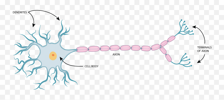 Blood Supply To The Brain U2013 Fyi Only Alexandria - Action Potential Clipart Emoji,Which Nuclei Are Responsible For Processing Emotion And Memory