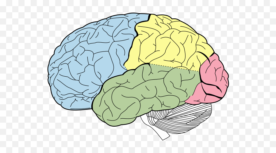 Oxytocin - The Love Hormone Or The Hate Hormone U2013 Scientific Intraparietal Sulcus Emoji,Brain Chemicals And Emotions