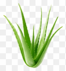 Everyday Humans Comfy Planet - Friendly Sunscreens Aloe Vera Emoji,Germophob Emoji
