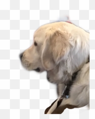 The Most Edited - Northern Breed Group Emoji,Happy Birthday Emoticons With Labrador Retriever
