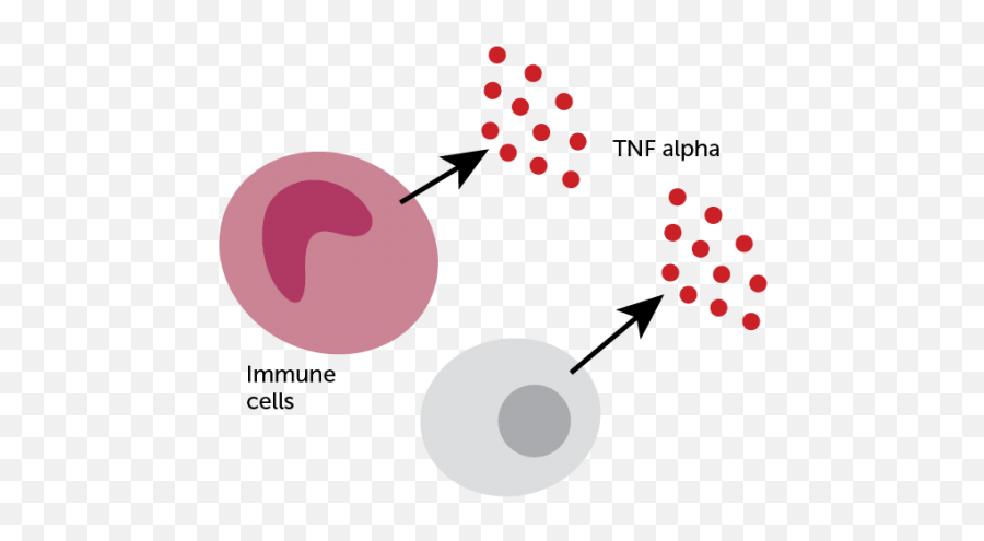 A Repurposed Tb Vaccine Shows Early Promise Against Diabetes - Dot Emoji,Emotions And How They Affect Type 1 Diabetes Glucose Levels Chart