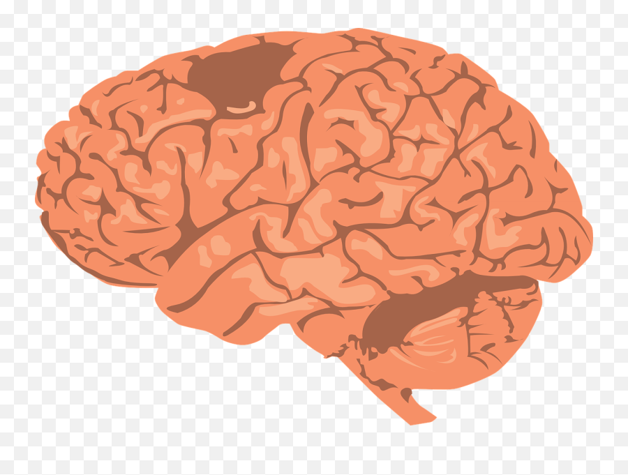 200 Free Human Brain U0026 Brain Illustrations - Pixabay Brain Trauma Transparent Emoji,Big Brain Emoji
