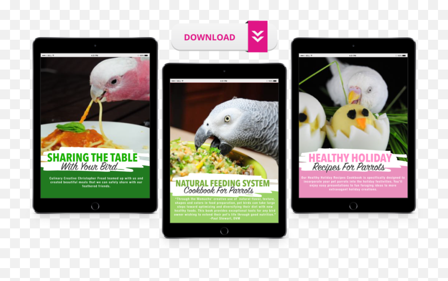 Natural Feeding System - Smartphone Emoji,African Grey Parrot Reading Emotions