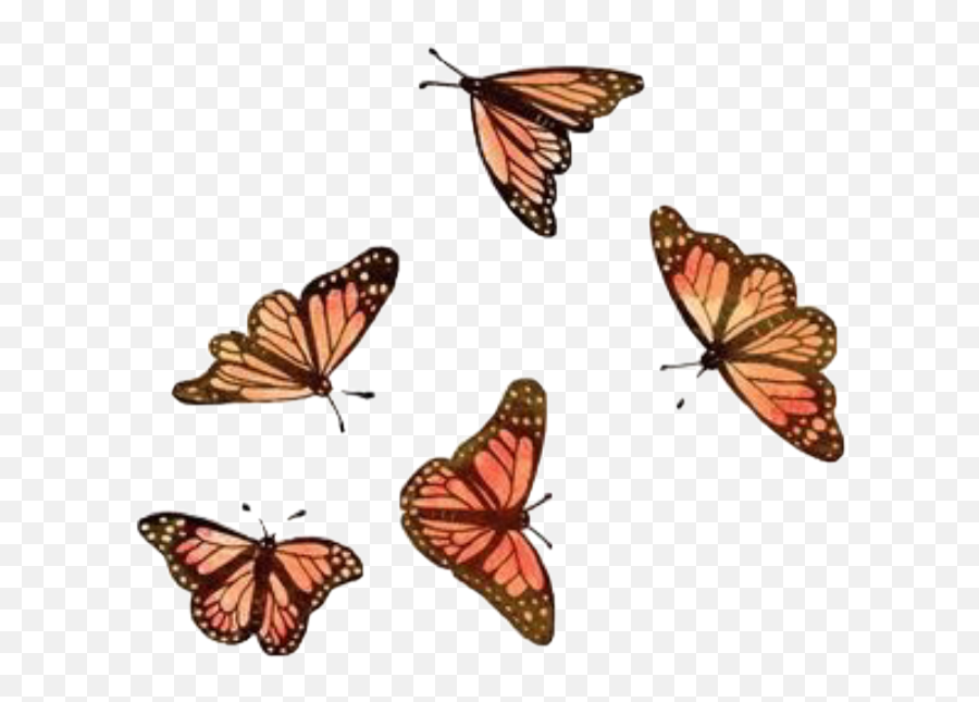 The Most Edited Loco Picsart - Vsco Monarch Butterfly Aesthetic Png Emoji,Guero Emoji