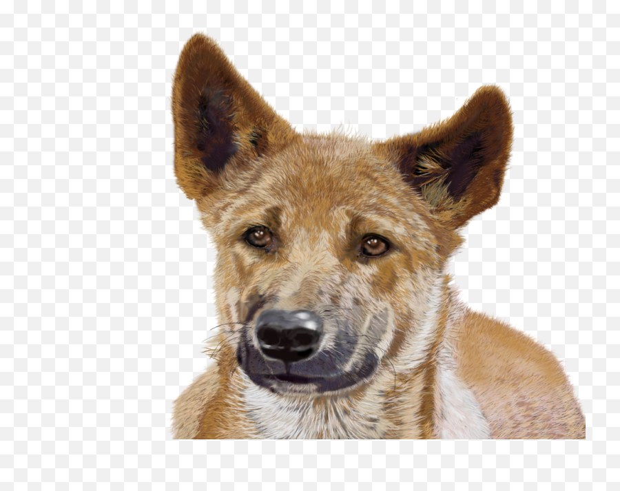 Why Dingoes Are Top Dog - Dingo Transparent Emoji,Dog Ear Emotions\