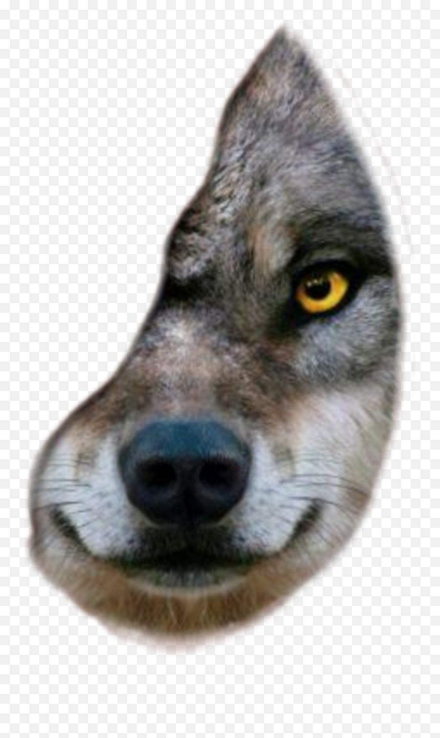 Discover Trending Wolf Stickers Picsart Emoji,Wolf Emoji